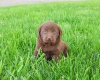 AKC Lulu, a female Labrador Retriever for sale in Syracuse, IN – 4 of 6