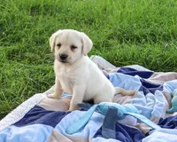 AKC Randy, a male Labrador Retriever for sale in Syracuse, IN – 4 of 4