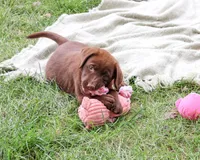AKC Nutella, a female Labrador Retriever for sale in Syracuse, IN – 3 of 8