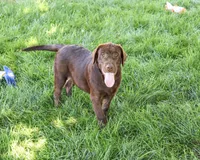 AKC Samuel , a male Labrador Retriever for sale in Syracuse, IN – 2 of 10