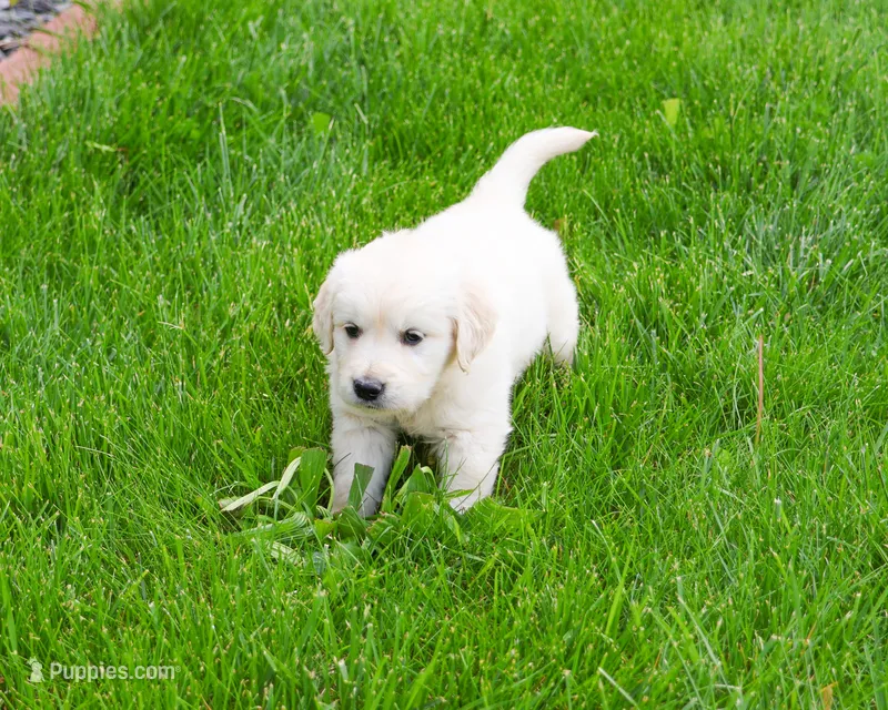 AKC Brody  – English Cream Golden Retriever puppy for sale in Syracuse, IN