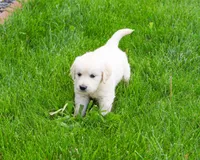 AKC Brody , a male English Cream Golden Retriever for sale in Syracuse, IN – 1 of 7