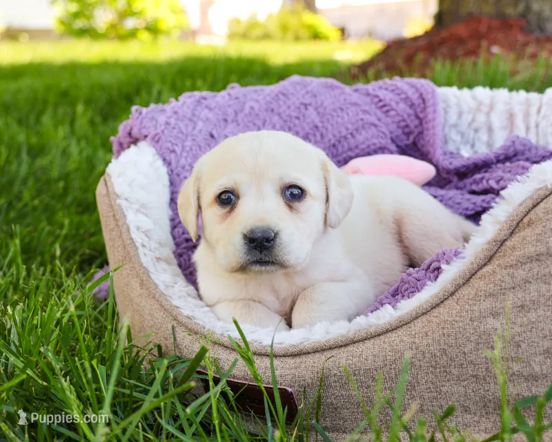 AKC Tinkerbell  – Labrador Retriever puppy for sale in Syracuse, IN