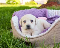 AKC Tinkerbell , a female Labrador Retriever for sale in Syracuse, IN – 1 of 6
