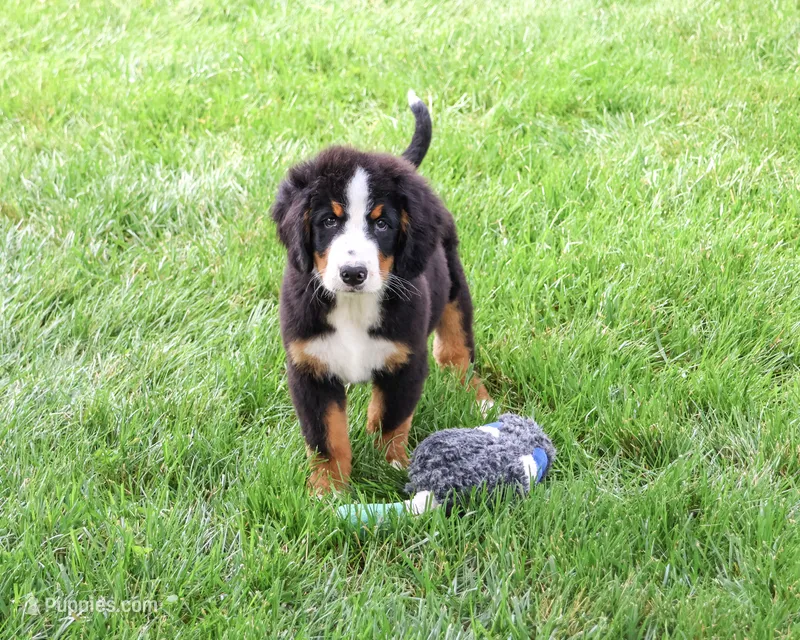 AKC Patriot – Bernese Mountain Dog puppy for sale in Syracuse, IN