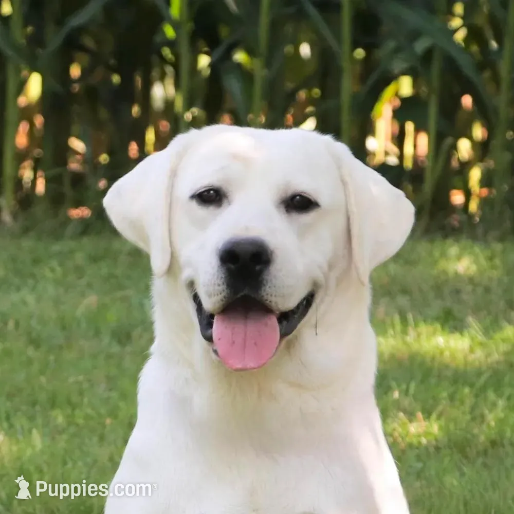 AKC Jeremiah, a male Labrador Retriever for sale in Syracuse, IN – Photo 9 of 10