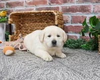 AKC Jeremiah, a male Labrador Retriever for sale in Syracuse, IN – Photo 3 of 8