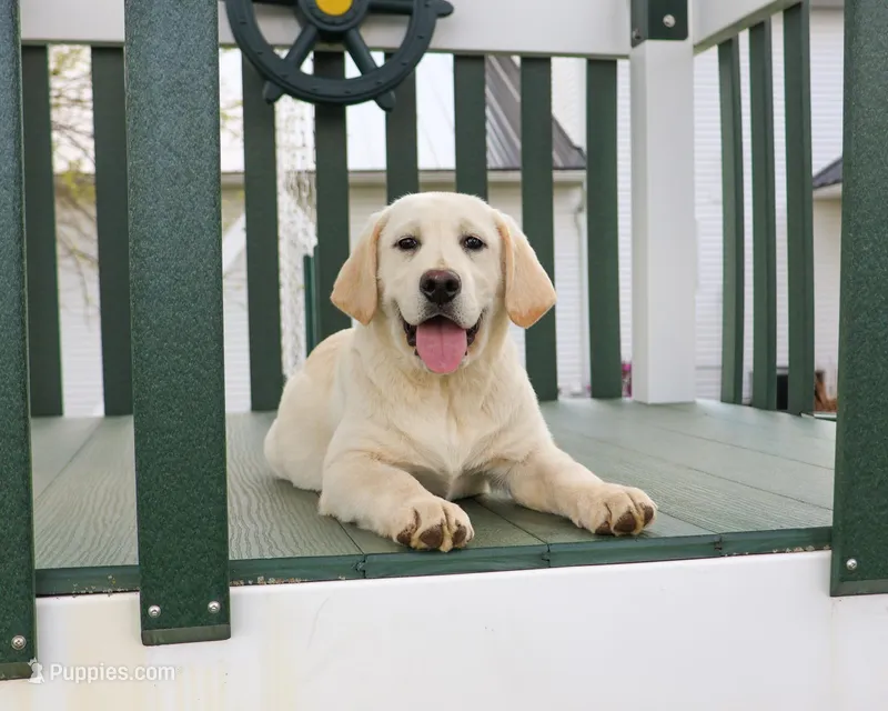 AKC Jeremiah – Labrador Retriever puppy for sale in Syracuse, IN