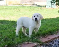 AKC Jeremiah, a male Labrador Retriever for sale in Syracuse, IN – Photo 3 of 10