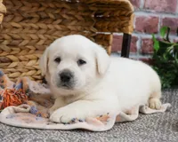 AKC Jake, a male Labrador Retriever for sale in Syracuse, IN – Photo 1 of 8