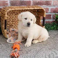 AKC Jeremiah, a male Labrador Retriever for sale in Syracuse, IN – Photo 8 of 10