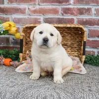 AKC Jeremiah, a male Labrador Retriever for sale in Syracuse, IN – Photo 7 of 10