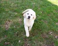 AKC Jeremiah, a male Labrador Retriever for sale in Syracuse, IN – Photo 1 of 10