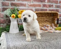 AKC Jake, a male Labrador Retriever for sale in Syracuse, IN – Photo 6 of 8