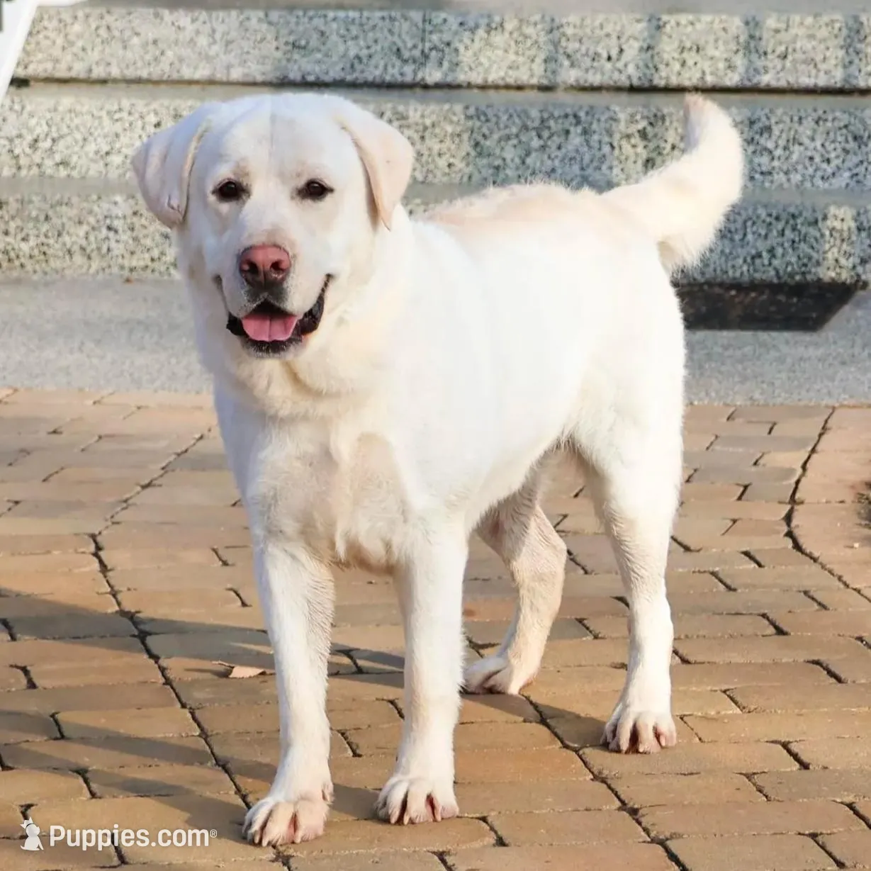 AKC Jeremiah, a male Labrador Retriever for sale in Syracuse, IN – Photo 10 of 10