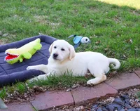 AKC Jeremiah, a male Labrador Retriever for sale in Syracuse, IN – Photo 2 of 10