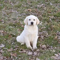AKC Jeremiah, a male Labrador Retriever for sale in Syracuse, IN – Photo 6 of 10