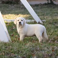 AKC Jeremiah, a male Labrador Retriever for sale in Syracuse, IN – Photo 4 of 10