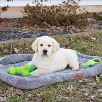 AKC Jeremiah, a male Labrador Retriever for sale in Syracuse, IN – Photo 5 of 10
