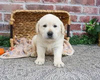 AKC Jeremiah, a male Labrador Retriever for sale in Syracuse, IN – Photo 5 of 8