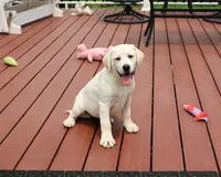 AKC Vidia, a female Labrador Retriever for sale in Syracuse, IN – 3 of 9