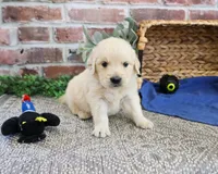 AKC Gilbert, a male Golden Retriever for sale in Syracuse, IN – 4 of 5