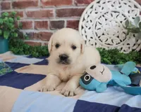 AKC Turbo, a male English Cream Golden Retriever for sale in Syracuse, IN – 3 of 7