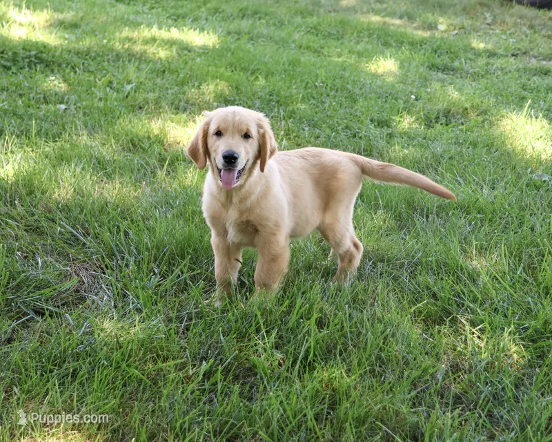 AKC Georgie  – Golden Retriever puppy for sale in Syracuse, IN