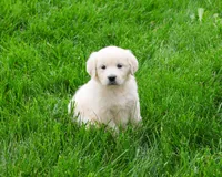 AKC Delaney , a female English Cream Golden Retriever for sale in Syracuse, IN – 2 of 7