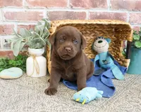 AKC Scott, a male Labrador Retriever for sale in Syracuse, IN – 5 of 5