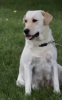 Sparkle, a female Labrador Retriever for sale in Syracuse, IN – 4 of 4