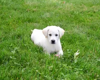 AKC Wanda, a female Labrador Retriever for sale in Syracuse, IN – 3 of 10