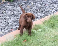 AKC Tootsie , a female Labrador Retriever for sale in Syracuse, IN – 5 of 9