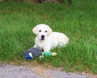 AKC Phineas, a male Labrador Retriever for sale in Syracuse, IN – 5 of 9