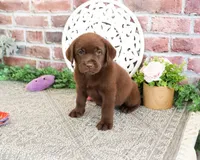 AKC Lillian, a female Labrador Retriever for sale in Syracuse, IN – 5 of 5