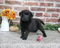 AKC Amber, a female Labrador Retriever for sale in Syracuse, IN – 3 of 6