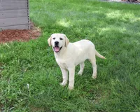 AKC Vidia, a female Labrador Retriever for sale in Syracuse, IN – 4 of 10