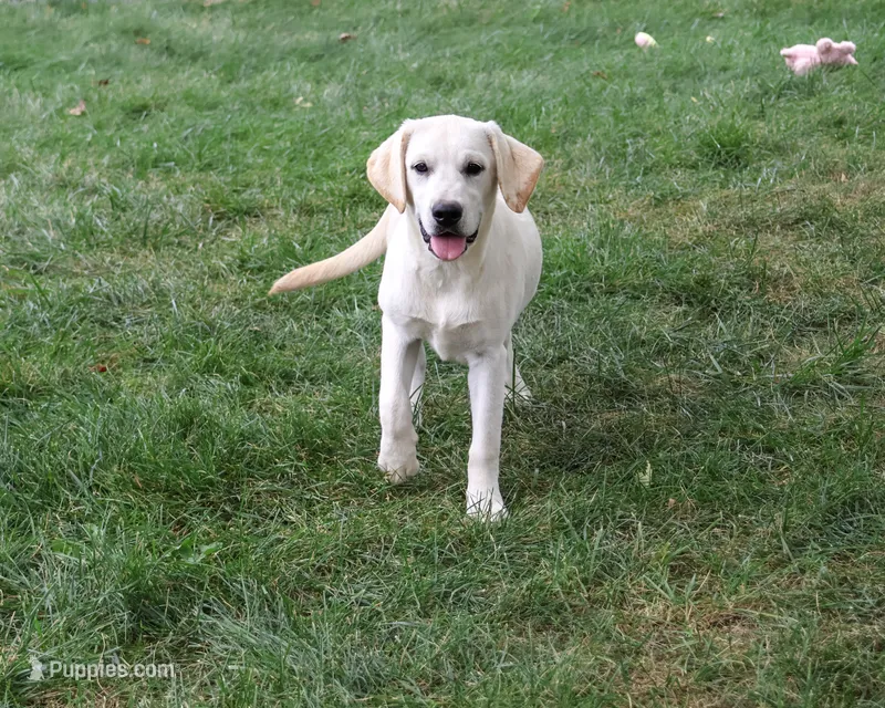 AKC Whitney – Labrador Retriever puppy for sale in Syracuse, IN