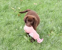 AKC Tootsie , a female Labrador Retriever for sale in Syracuse, IN – 3 of 9