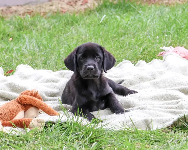AKC Eloise – Labrador Retriever puppy for sale in Syracuse, IN