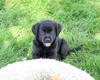 Mario, a male Labrador Retriever for sale in Syracuse, IN – 4 of 5