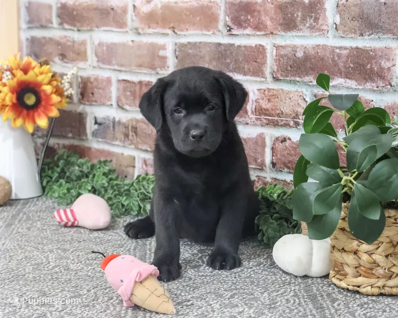 AKC Jade, a female Labrador Retriever for sale in Syracuse, IN – 1 of 5