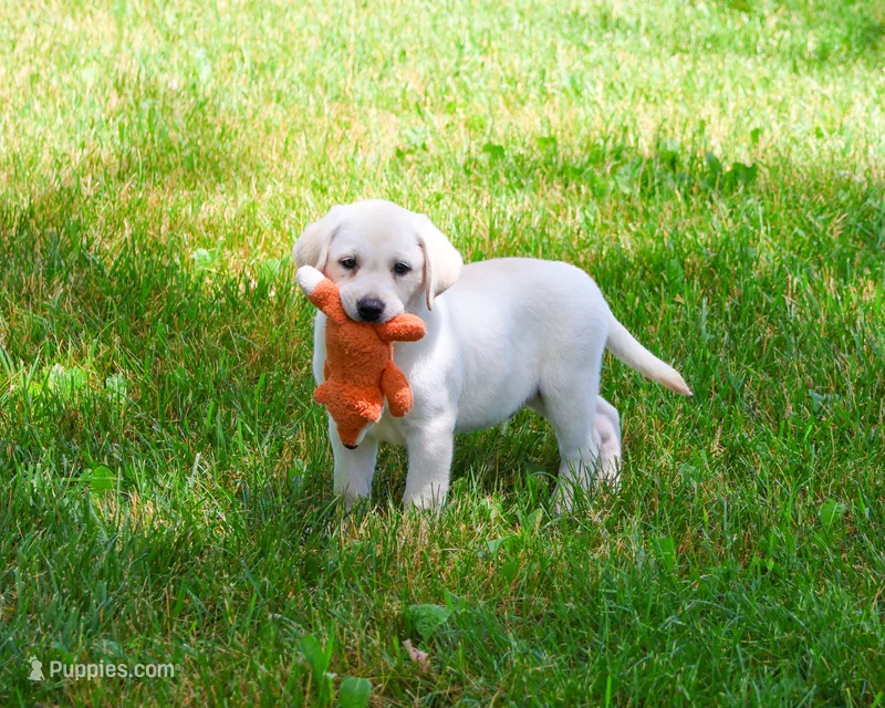 AKC Phineas – Labrador Retriever puppy for sale in Syracuse, IN