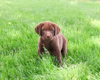 AKC Simba, a male Labrador Retriever for sale in Syracuse, IN – 4 of 8