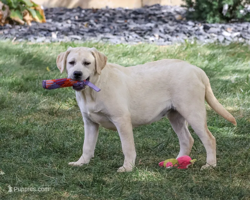 AKC Silvermist  – Labrador Retriever puppy for sale in Syracuse, IN