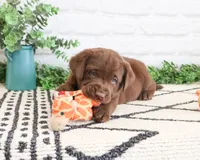 AKC Pumbaa, a male Labrador Retriever for sale in Syracuse, IN – 4 of 7