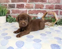 AKC Heath, a male Labrador Retriever for sale in Syracuse, IN – 2 of 4