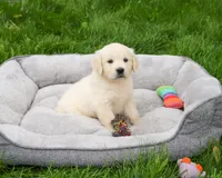 AKC Delaney , a female English Cream Golden Retriever for sale in Syracuse, IN – 5 of 7