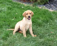 AKC Constance, a female Labrador Retriever for sale in Syracuse, IN – 5 of 5