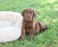 AKC Mirabel, a female Labrador Retriever for sale in Syracuse, IN – 3 of 5
